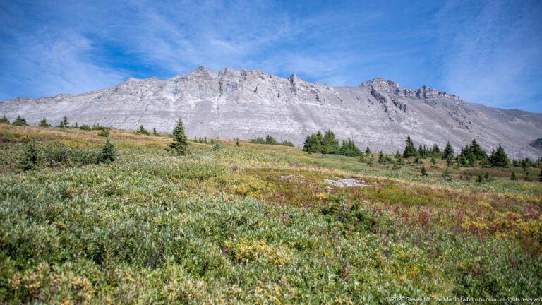 Pale layered mountain ridge rising above colorful alpine tundra and scattered conifers at Wilcox Pass.
