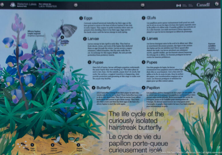 Bilingual butterfly life-cycle panel with eggs, larvae, pupae, adult butterflies, and detailed host-plant illustrations.