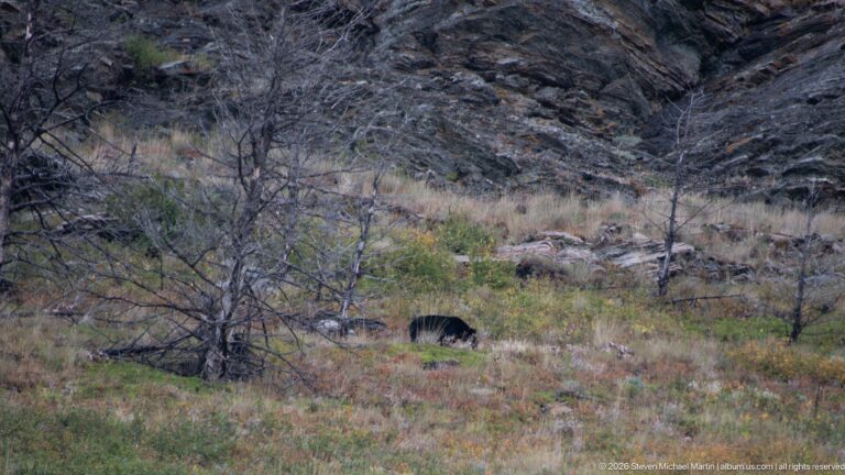 Partly obscured black bear moving through low shrubs below dark rock outcrops in a fire-affected landscape.