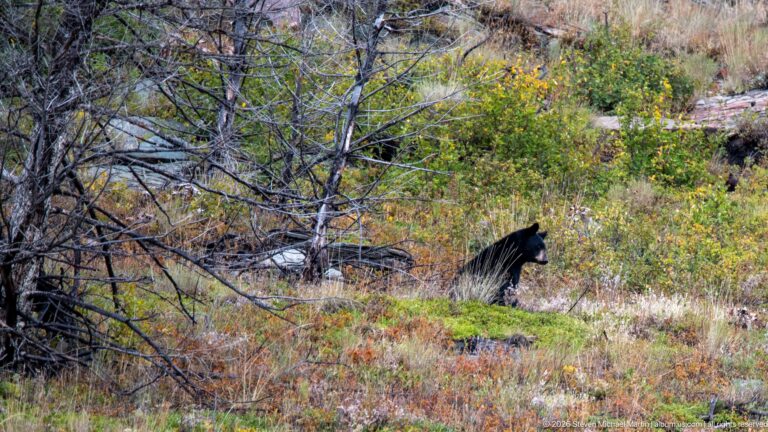 Black bear in profile moving through colorful low shrubs among thin dead trunks and fallen branches.