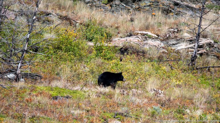 Black bear walking through low autumn-colored shrubs and grasses among fallen wood and sparse fire-killed trees.