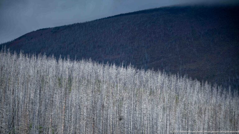 Dense pale fire-killed tree trunks covering a lower mountain slope beneath a dark forested ridge.