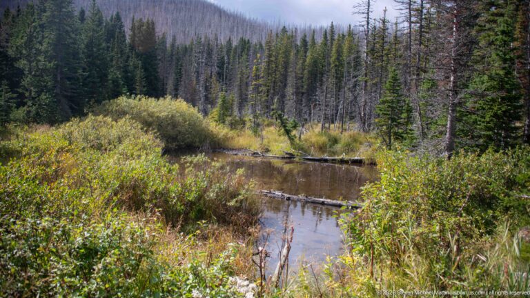 Narrow still-water channel bordered by dense shrubs and fallen logs, with conifers and standing dead forest on the mountain slope behind.