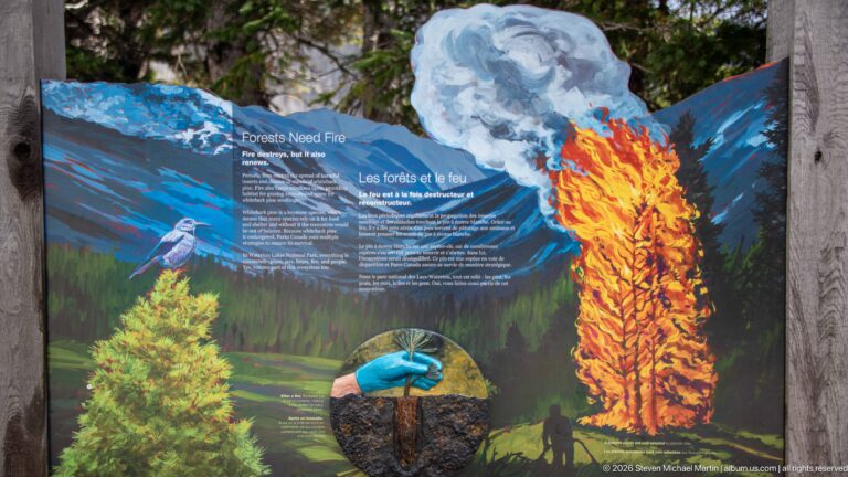 Bilingual Forests Need Fire panel with flames, smoke, conifers, a seedling, soil detail, and a gloved hand.