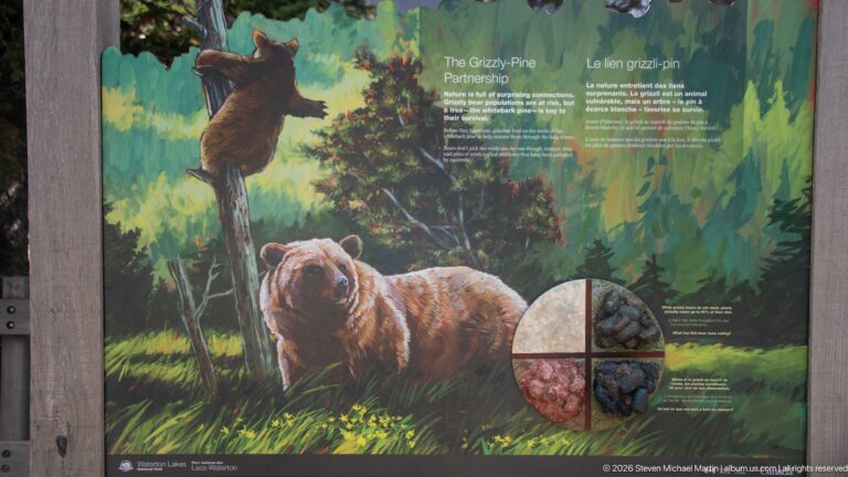 Illustrated Grizzly–Pine Partnership panel with two grizzly bears, conifer forest, cones, berries, and bilingual explanatory text.