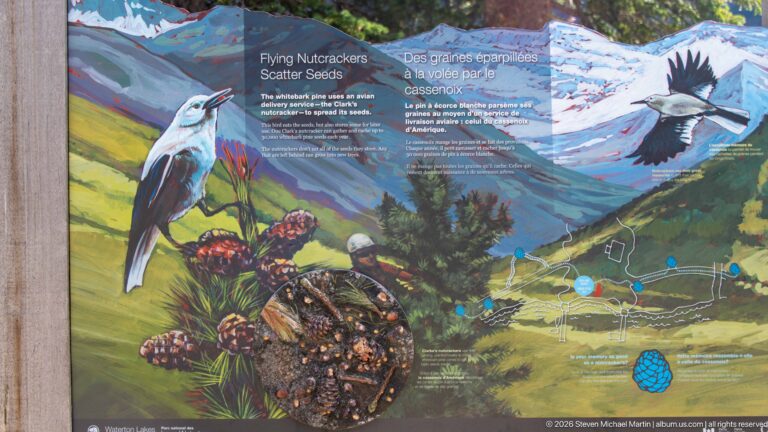 Colorful Flying Nutcrackers Scatter Seeds panel with Clark’s nutcrackers, pine cones and seeds, mountain scenery, and a small map.