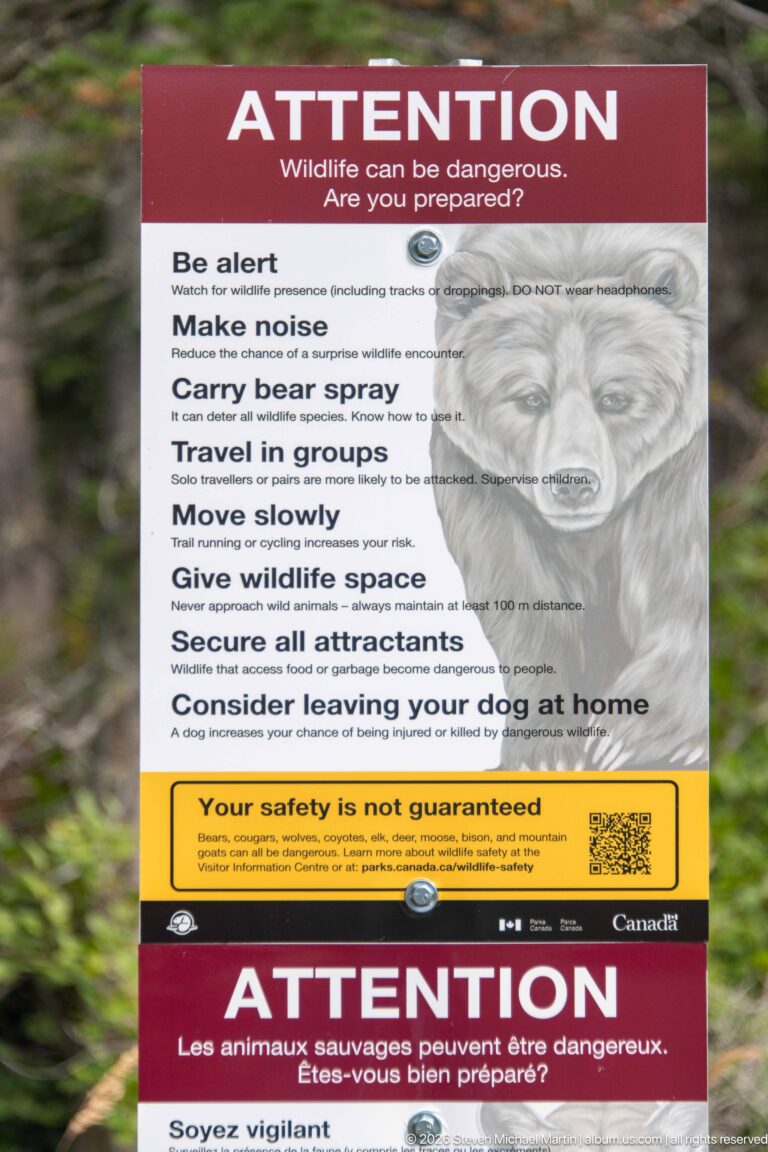 English wildlife safety sign with bear illustration and instructions including making noise, carrying bear spray, and giving wildlife space.
