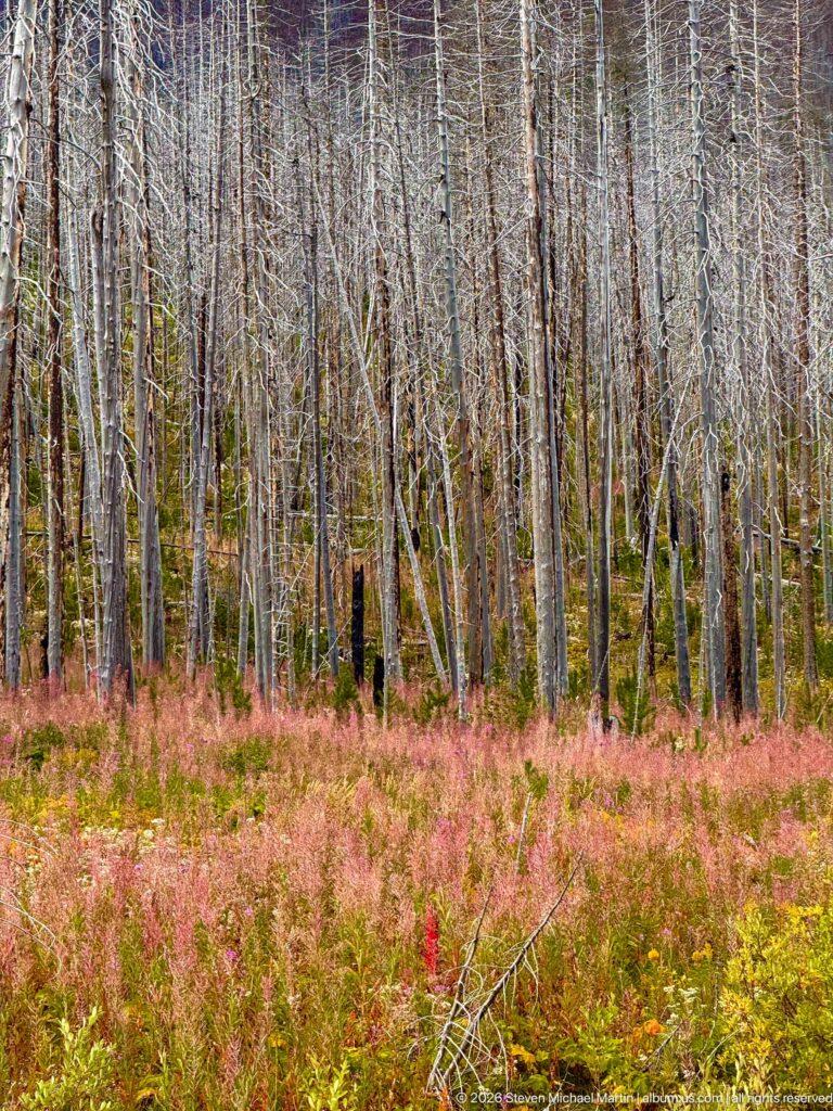 Pink-red and yellow-green groundcover carpeting the floor beneath closely spaced gray fire-killed tree trunks.