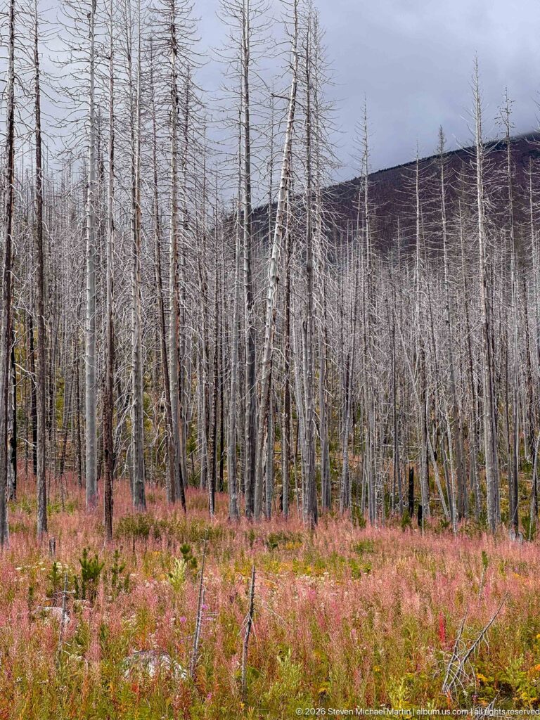 Pink and rust-colored groundcover beneath dense pale dead trees, with a dark mountain slope in the background.