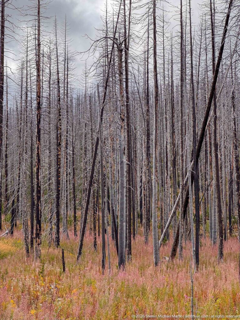 Dense burned forest of gray and black trunks, several leaning, above pink-red and green regenerating groundcover.