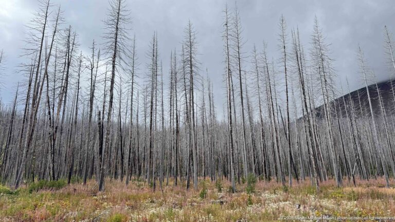 Dense gray standing dead trees above grasses, wildflowers, and low regenerating vegetation under a cloudy sky.