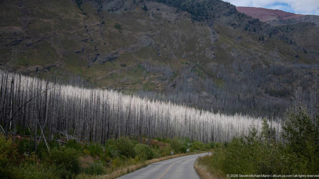 Curving paved road through dense standing dead trees below a steep mountain slope, with green shrubs returning along the roadside.