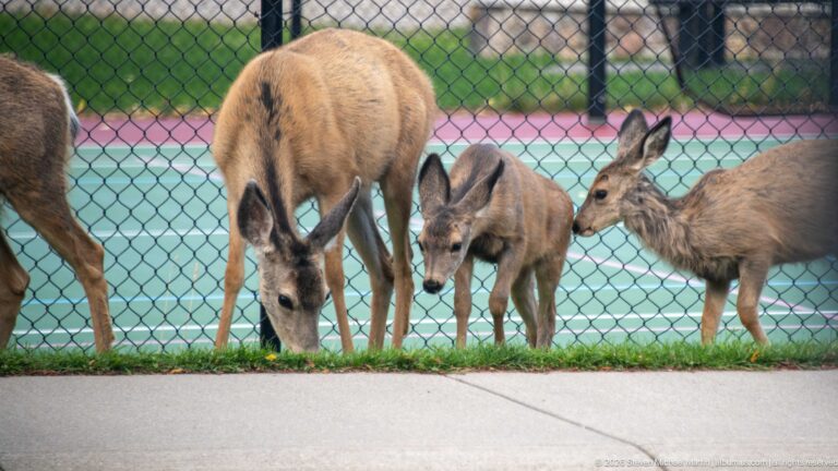 Adult and smaller juvenile mule deer grazing beside pavement, with a chain-link fence and recreation court behind them.