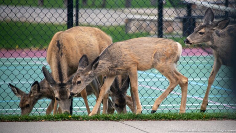 Several mule deer grazing beside a chain-link fence and colorful recreation court, including a smaller deer near the center.