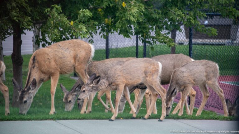 Group of mule deer feeding on grass beside a chain-link fence, with a recreation court visible behind them.
