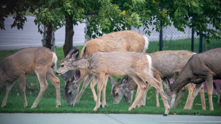 Several mule deer grazing on a green lawn beside a paved walkway and chain-link fence in the Waterton townsite.