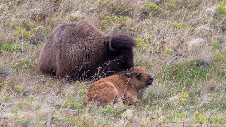 Reddish bison calf resting in dry grass directly in front of a dark reclining adult bison.