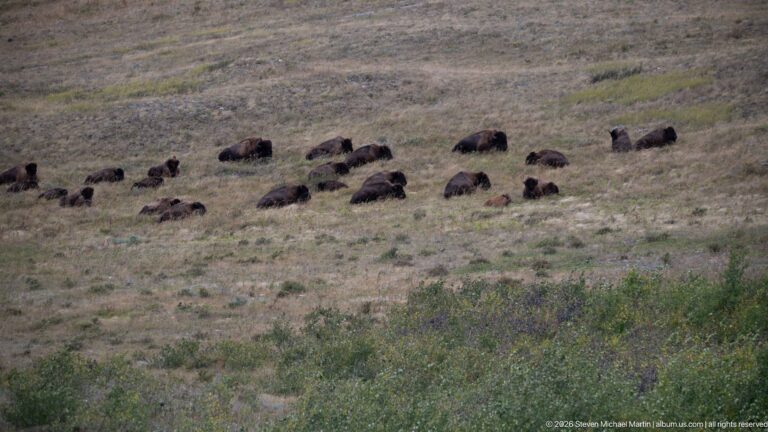 Large herd of bison spread across a dry open hillside, with animals standing, grazing, and resting.