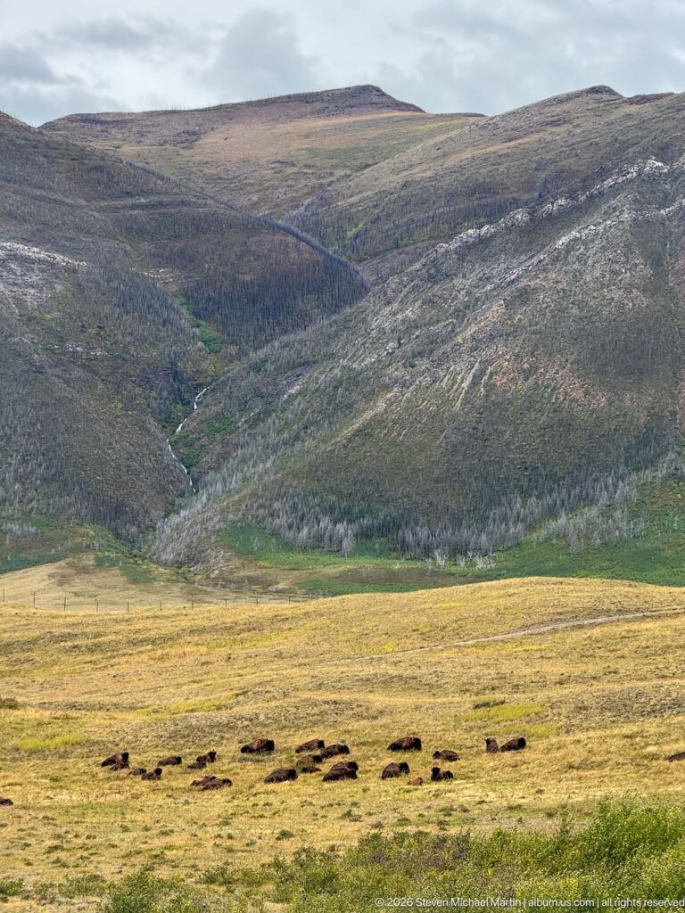 Distant bison herd stretched across golden grassland below broad gray-green mountain slopes.