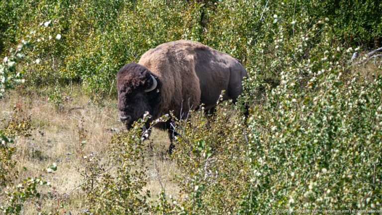 Adult plains bison walking through leafy shrubs and dry grass, with dark head, curved horns, and heavy shoulders visible.