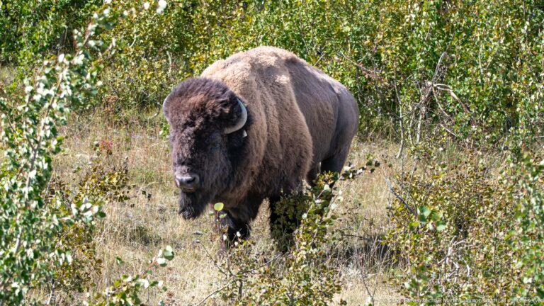 Adult plains bison standing nearly head-on among leafy shrubs and dry grass.