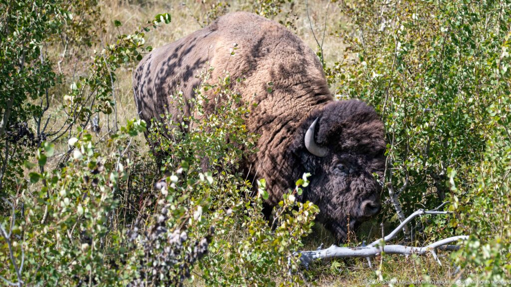 Adult bison with lowered head moving through dense green shrubs, its horn and shoulder hump visible.