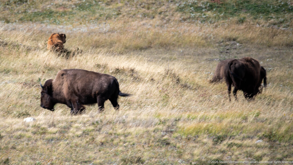 Several bison spaced across a grassy slope, including a broadside adult walking in the foreground and a reddish calf above.