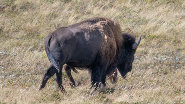 Mature plains bison walking broadside through pale grass, showing its high shoulder hump, dark forequarters, and curved horn.