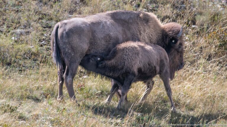 Young bison calf nursing beneath a standing adult bison in dry grass.