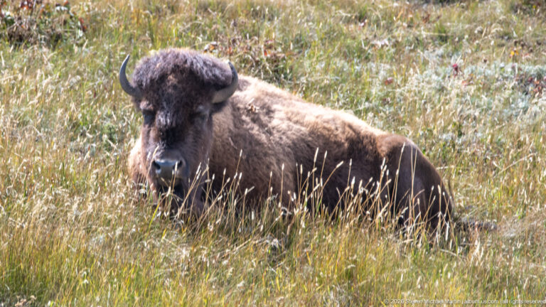 Reclining plains bison facing the camera in tall sunlit grass, with both curved horns visible.