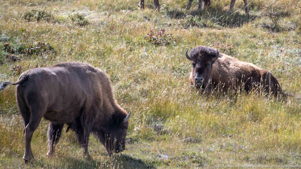 One bison grazing in the foreground while a second bison rests upright farther back in tall grass.
