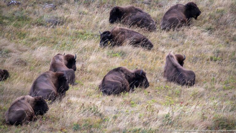 Several plains bison resting at different levels across a dry grassy hillside.