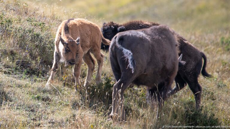 Reddish young bison calf standing among several larger dark adult bison in grassland.