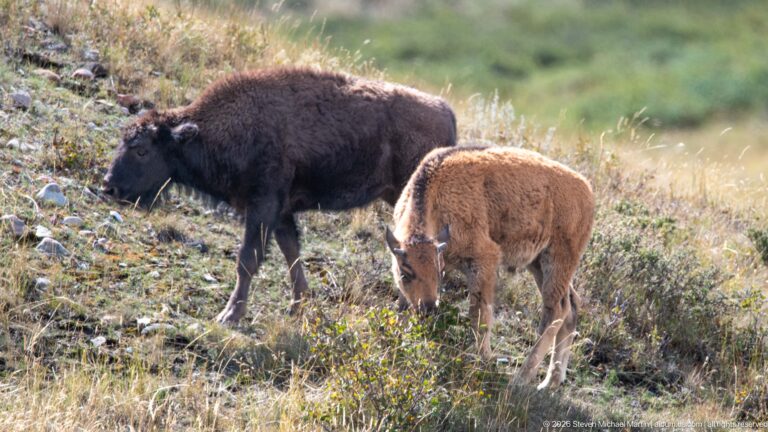 Dark adult bison and reddish calf walking side by side across a rocky grassy slope.