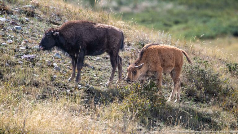 Adult dark bison standing beside a reddish calf on a pale grassy and rocky hillside.