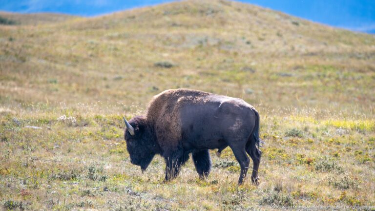 Solitary adult plains bison walking broadside across an open sunlit grassy hillside.