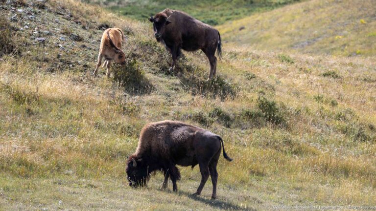 Bison grazing in foreground with two other herd members standing higher on the rolling grassy slope.