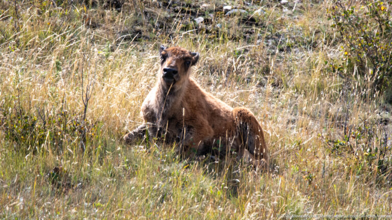 Reddish young bison calf resting upright alone in tall golden grass and facing the camera.