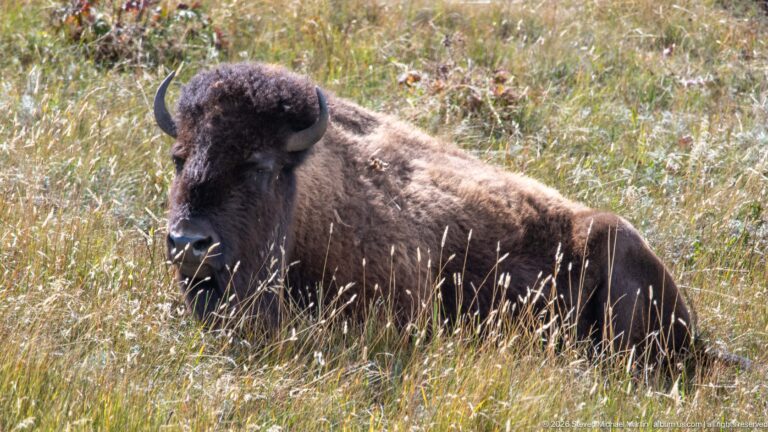 Adult plains bison reclining in tall grass with head raised, curved horns visible, and sunlight across its brown coat.