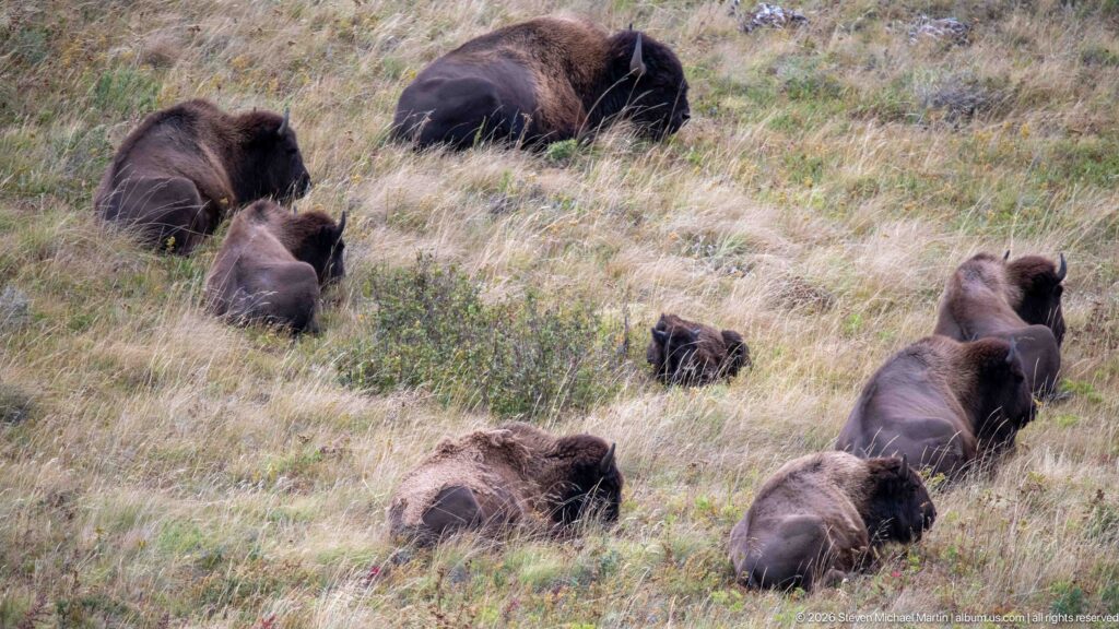 Mixed-age bison herd scattered across a grassy slope with low shrubs, including a small calf near the center.