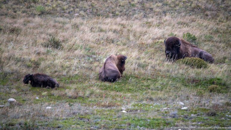 Three dark bison resting separately on an open grassy hillside with sparse shrubs.