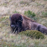 Large adult plains bison reclining in tall dry grass behind a low shrub, facing the camera.