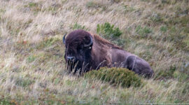 Large adult plains bison reclining in tall dry grass behind a low shrub, facing the camera.