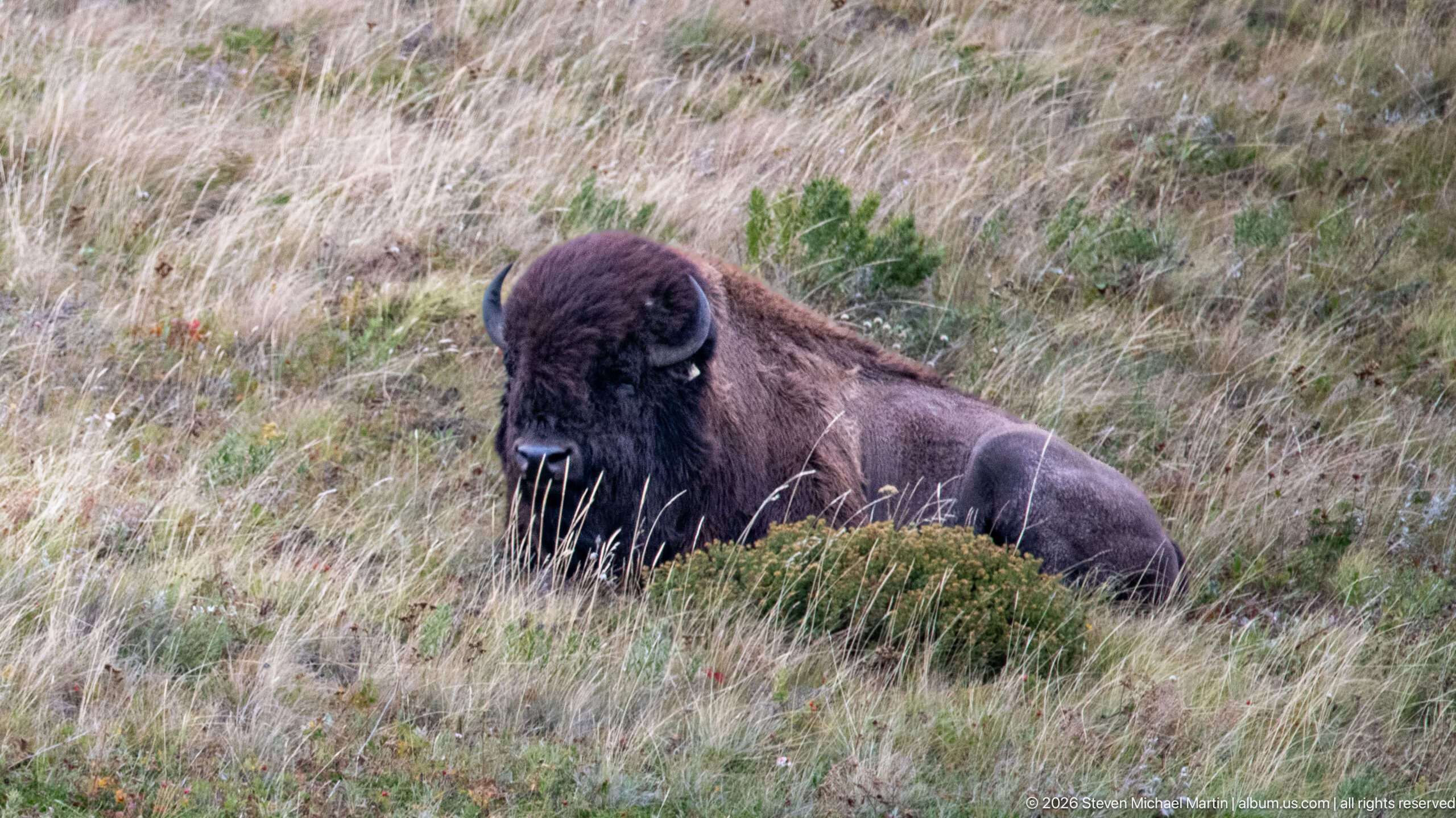 Large adult plains bison reclining in tall dry grass behind a low shrub, facing the camera.