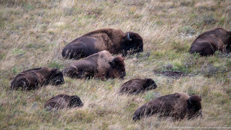 Cluster of plains bison resting close together on a pale grassy slope.