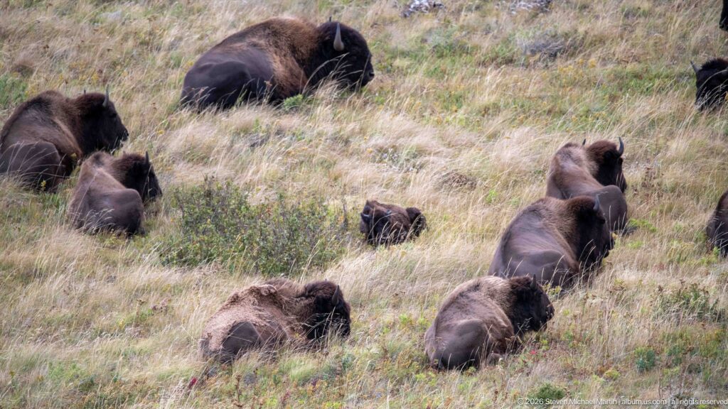 Mixed group of adult and young bison resting across a shrub-dotted grassy hillside.