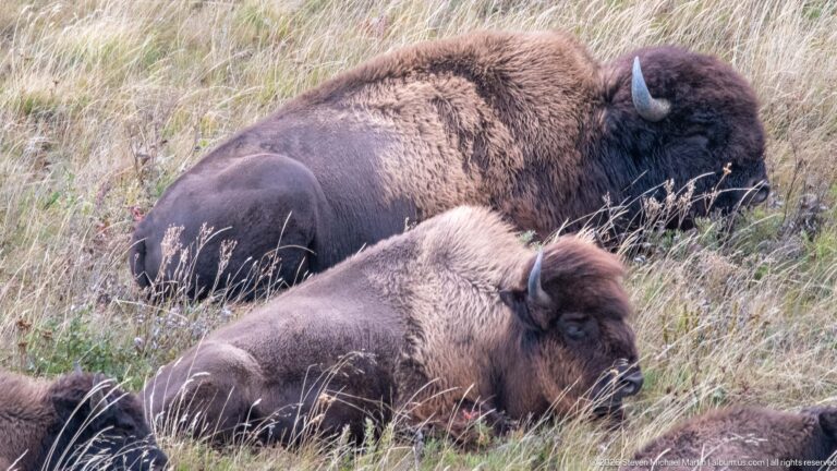 Two plains bison reclining close together in tall grass, with horns and contrasting brown coats clearly visible.
