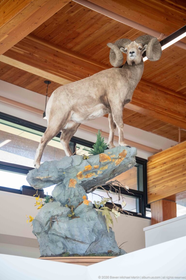 Mounted bighorn sheep with large curled horns standing on an elevated artificial rock ledge indoors.