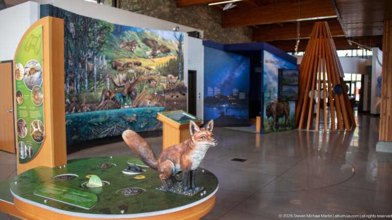 Red fox specimen on a circular interactive habitat table with a wildlife mural and gallery exhibits behind.