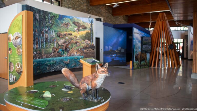 Red fox specimen in foreground with wildlife mural, dark exhibit alcove, and timber installation deeper in the gallery.